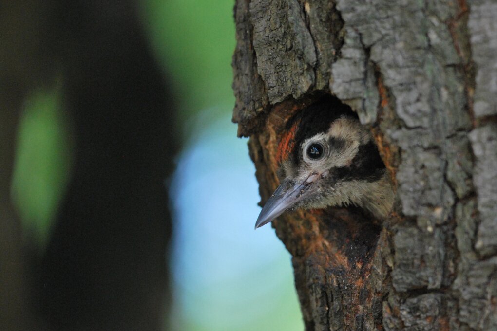 Jan Sychra: Ptáci města Brna a&nbsp;jejich významné lokality